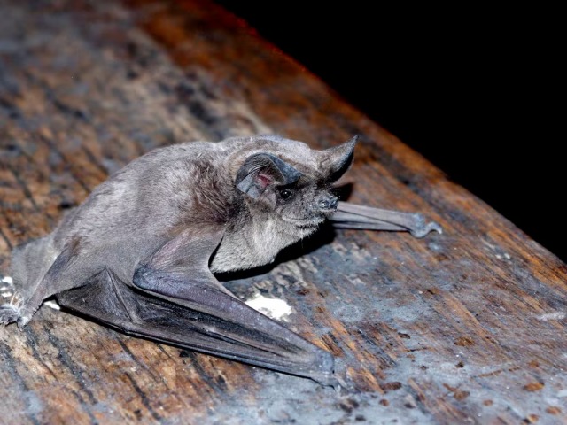 Realizar�n un bloqueo antirr�bico en zona c�ntrica